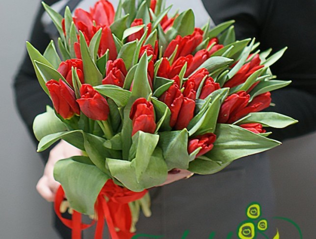 Тюльпан красный голландский Фото